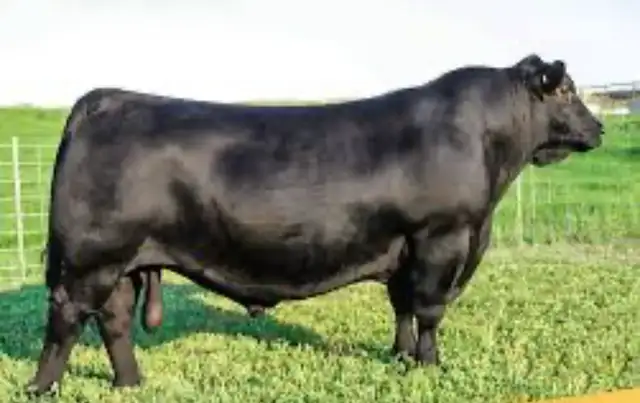 Black Angus Bulls