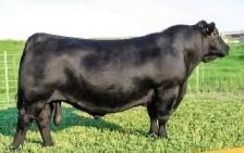 Black Angus Bulls