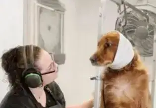 COURROIE DE TOILETTAGE, HARNAIS DE TOILETTAGE POUR CHIEN CHAT - Photo 7