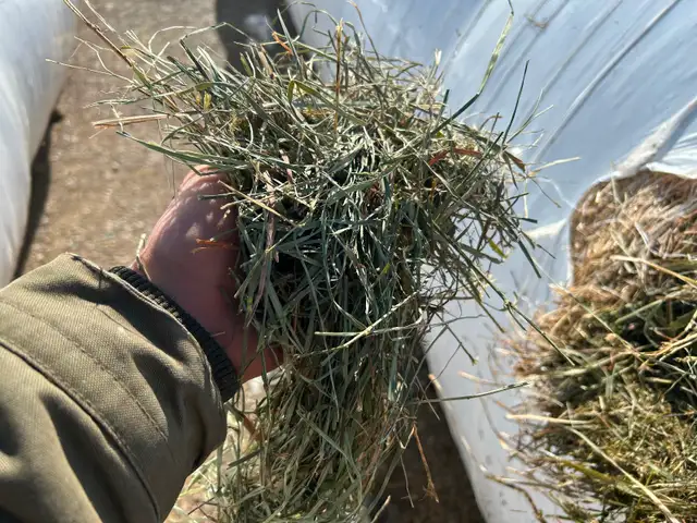 Hay for sale - Photo 2
