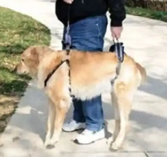 HARNAIS DE SOULÈVEMENT POUR CHIEN - Photo 2