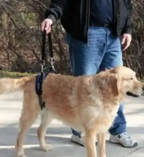 HARNAIS DE SOULÈVEMENT POUR CHIEN - Photo 4