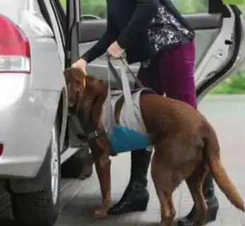 HARNAIS DE SOULÈVEMENT POUR CHIEN - Photo 5