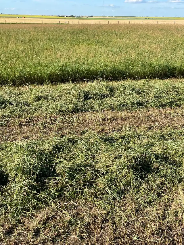 Hay for sale - Photo 3