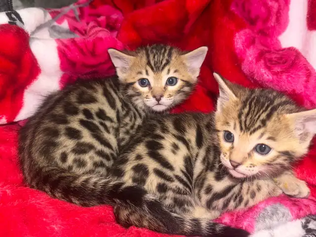 Beautiful Bengal Kittens Ready To Go!