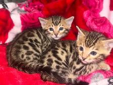 Beautiful Bengal Kittens Ready To Go!