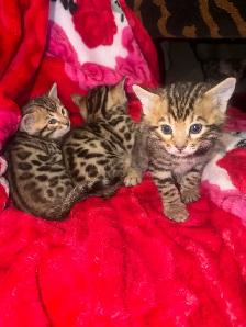 Beautiful Bengal Kittens Ready To Go! - Photo 2