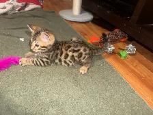 Beautiful Bengal Kittens Ready To Go! - Photo 3