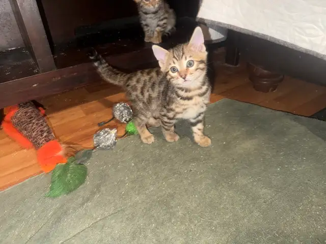 Beautiful Bengal Kittens Ready To Go! - Photo 5