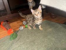 Beautiful Bengal Kittens Ready To Go! - Photo 5