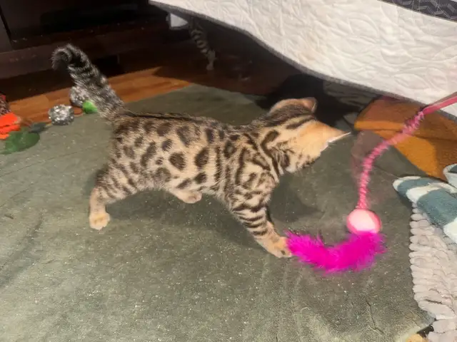 Beautiful Bengal Kittens Ready To Go! - Photo 6