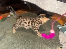Beautiful Bengal Kittens Ready To Go! - Photo 6