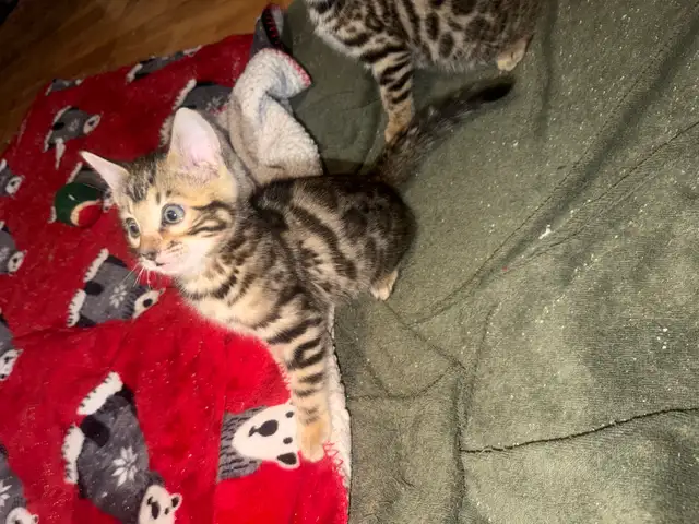 Beautiful Bengal Kittens Ready To Go! - Photo 7