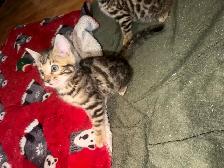 Beautiful Bengal Kittens Ready To Go! - Photo 7