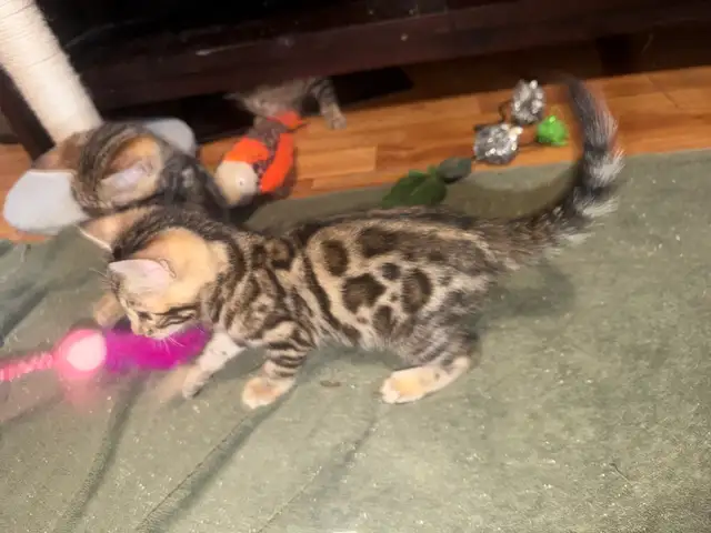 Beautiful Bengal Kittens Ready To Go! - Photo 8