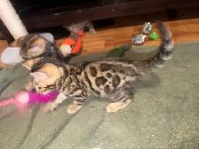 Beautiful Bengal Kittens Ready To Go! - Photo 8