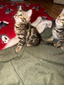 Beautiful Bengal Kittens Ready To Go! - Photo 9
