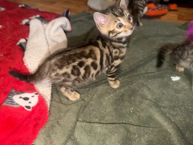 Beautiful Bengal Kittens Ready To Go! - Photo 10