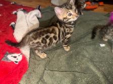 Beautiful Bengal Kittens Ready To Go! - Photo 10