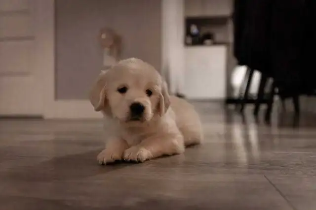 Chiots golden retriver