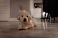 Chiots golden retriver