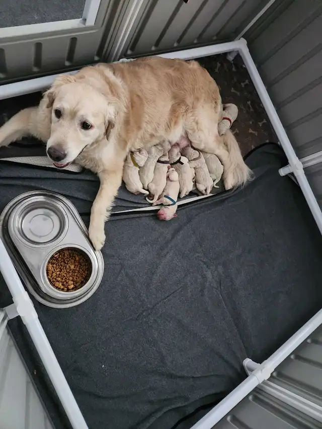 Chiots golden retriver - Photo 2