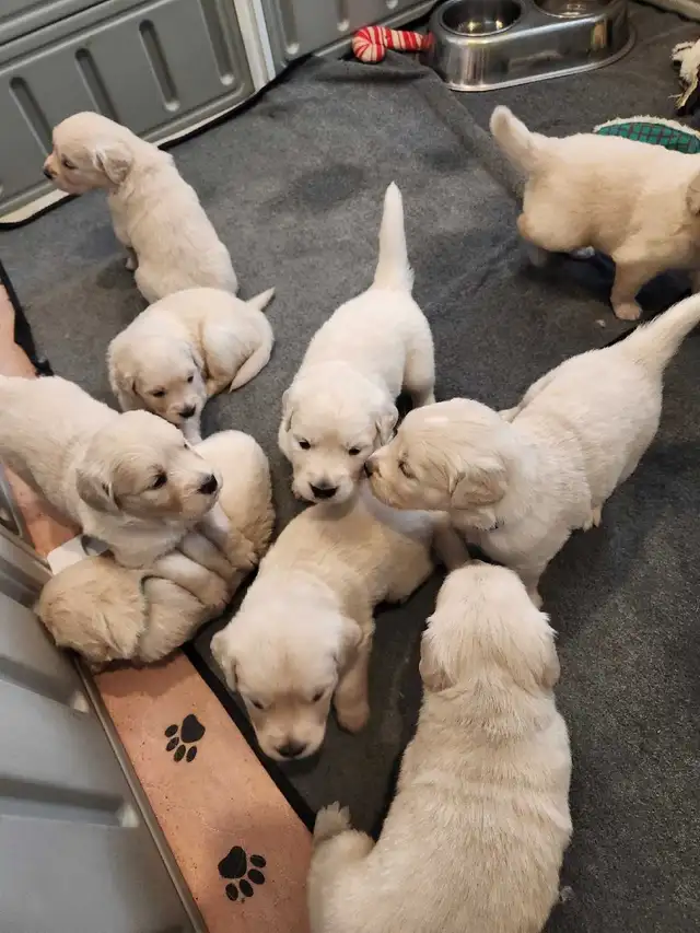 Chiots golden retriver - Photo 3