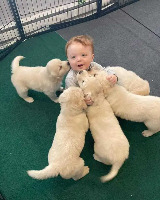 Chiots golden retriver - Photo 4