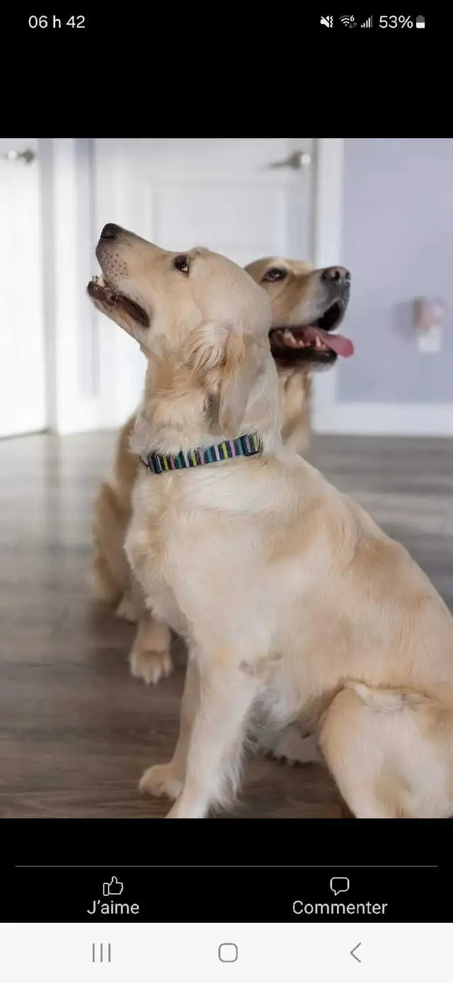 Chiots golden retriver - Photo 5