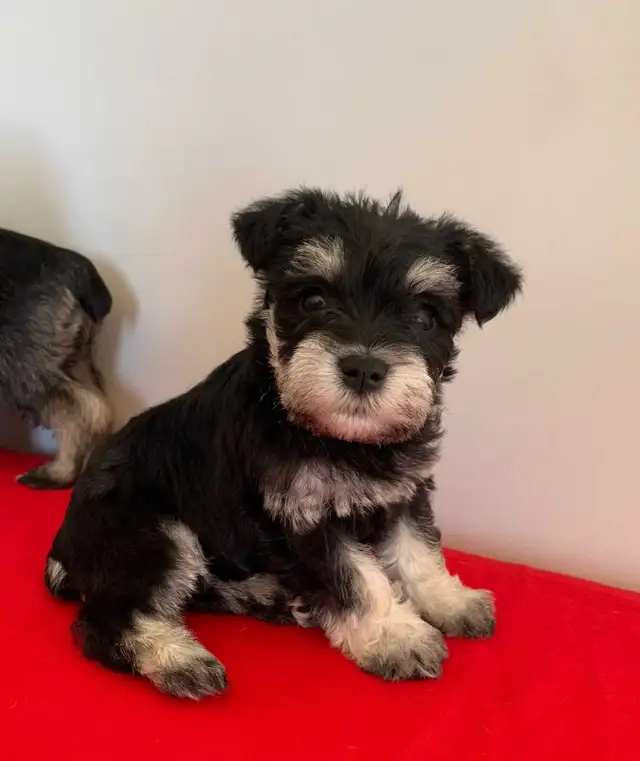 MINI SCHNAUZER PUPPIES