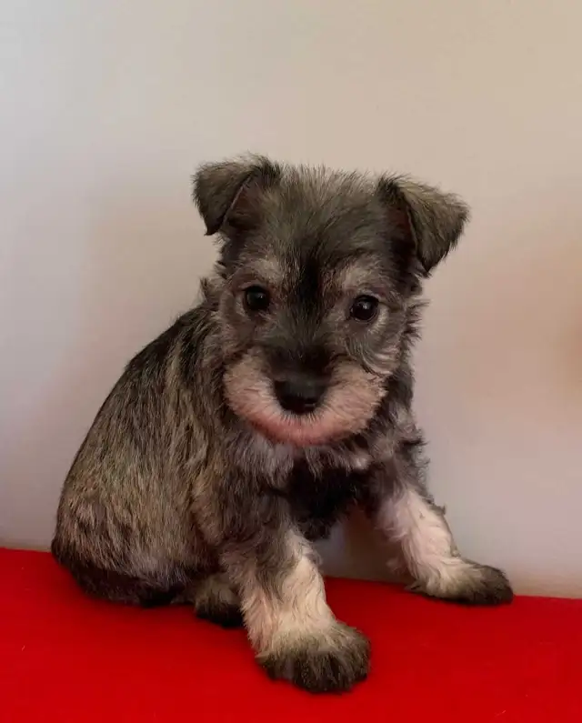 MINI SCHNAUZER PUPPIES - Photo 2