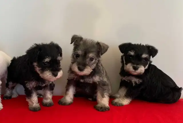 MINI SCHNAUZER PUPPIES - Photo 3