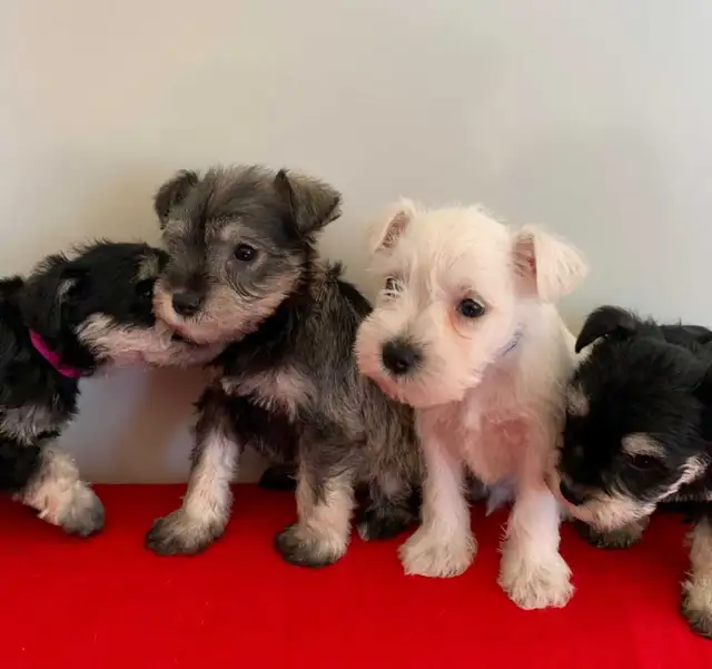 MINI SCHNAUZER PUPPIES - Photo 4