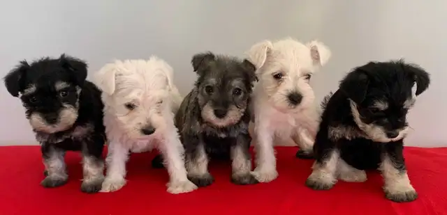 MINI SCHNAUZER PUPPIES - Photo 5