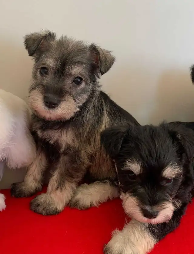 MINI SCHNAUZER PUPPIES - Photo 6