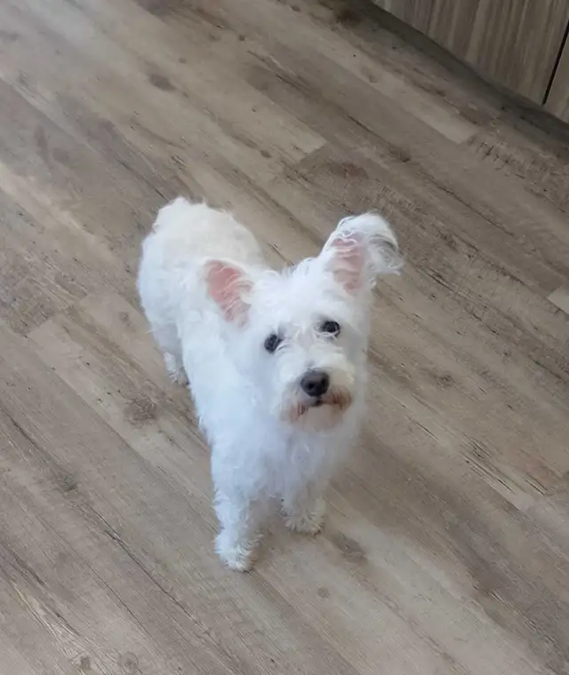 MINI SCHNAUZER PUPPIES - Photo 7