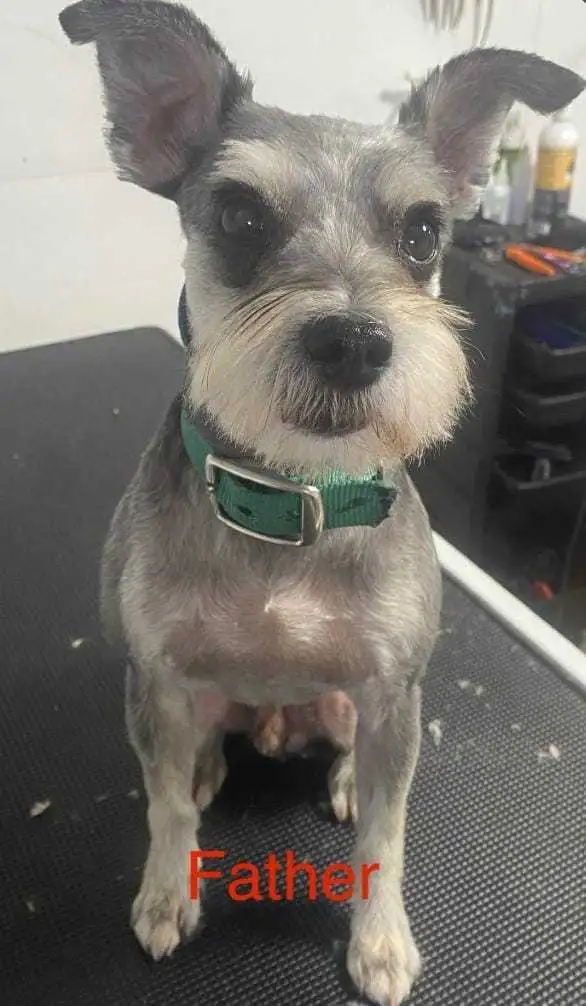 MINI SCHNAUZER PUPPIES - Photo 8