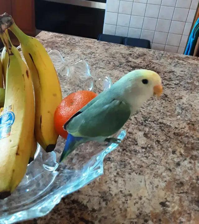 beau bébé inséparable roseicollis nourrit à la main - Photo 3