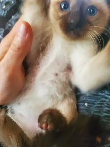 Available now female siamese kitten