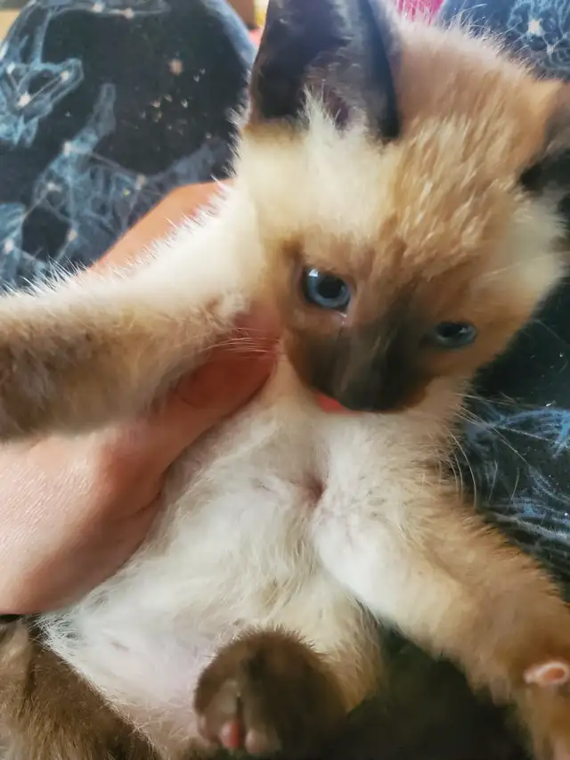 Available now female siamese kitten - Photo 5