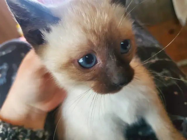 Available now female siamese kitten - Photo 6