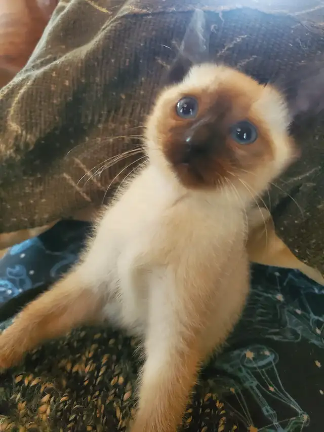 Available now female siamese kitten - Photo 9
