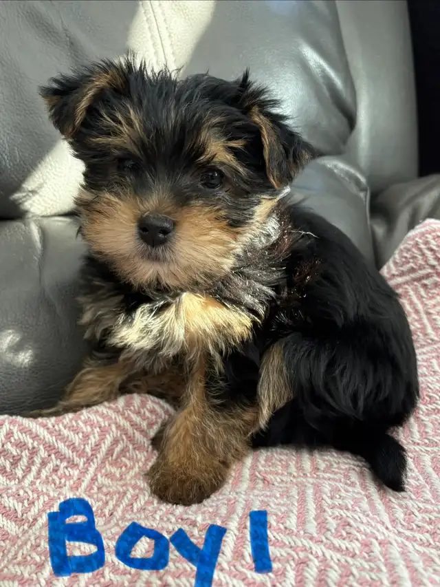 Yorkshire Terrier (Yorkie) Puppies for Sale