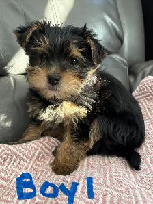 Yorkshire Terrier (Yorkie) Puppies for Sale