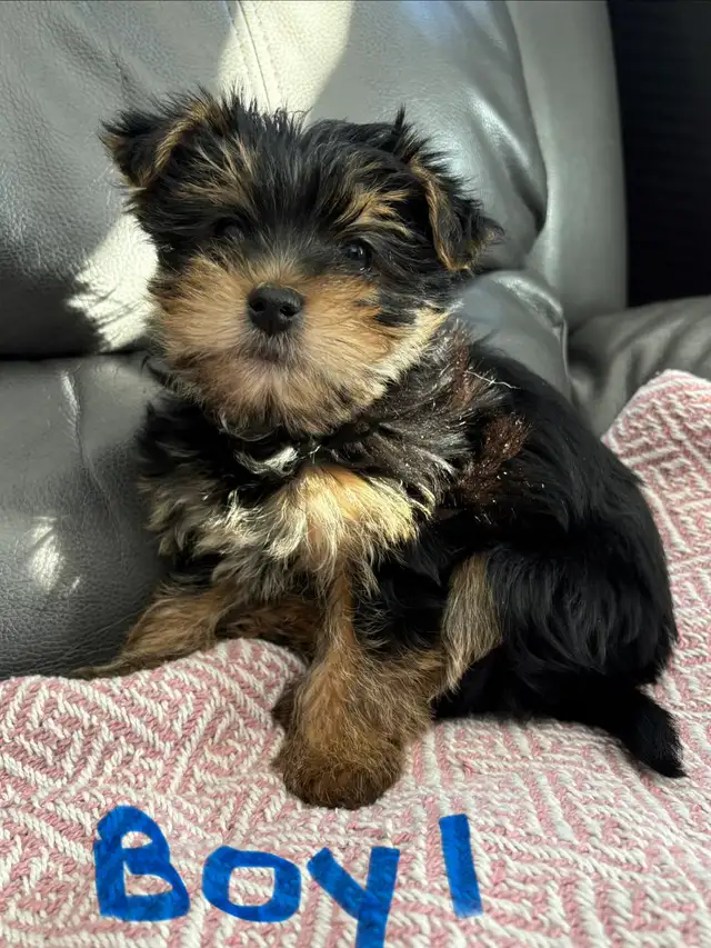 Yorkshire Terrier (Yorkie) Puppies for Sale - Photo 2