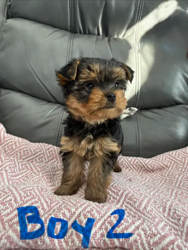 Yorkshire Terrier (Yorkie) Puppies for Sale - Photo 3