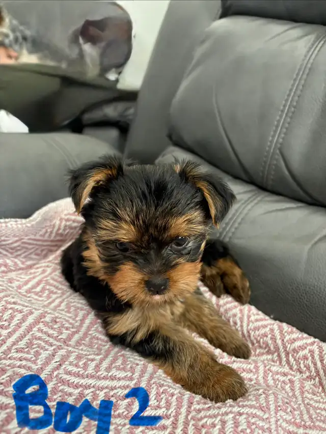 Yorkshire Terrier (Yorkie) Puppies for Sale - Photo 4