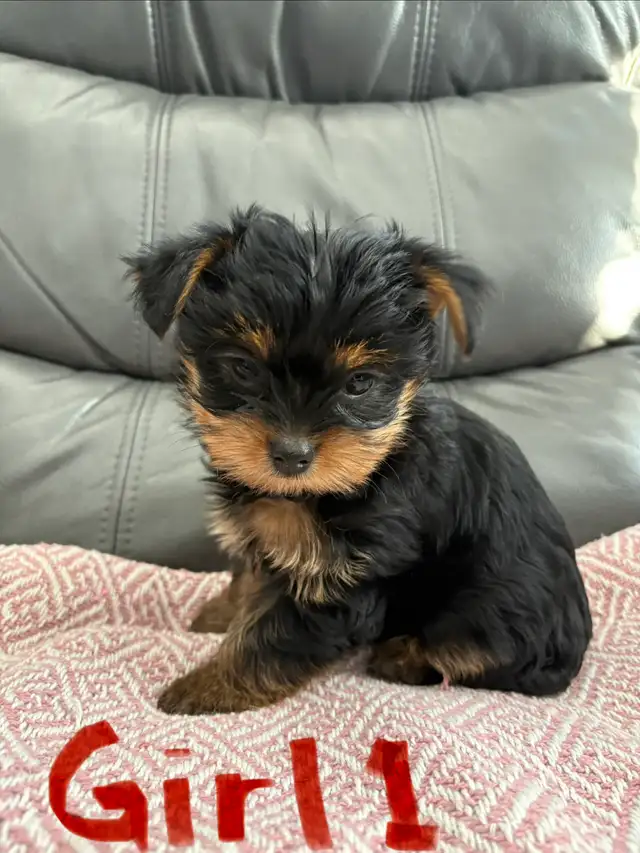 Yorkshire Terrier (Yorkie) Puppies for Sale - Photo 5