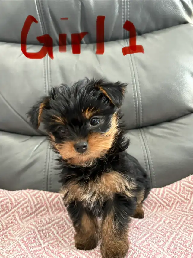 Yorkshire Terrier (Yorkie) Puppies for Sale - Photo 6