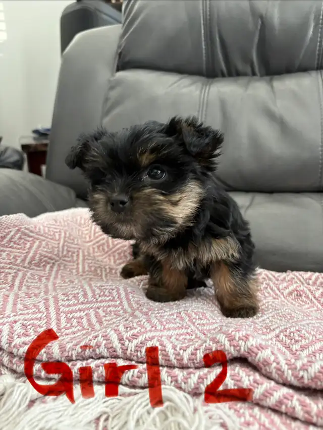 Yorkshire Terrier (Yorkie) Puppies for Sale - Photo 7